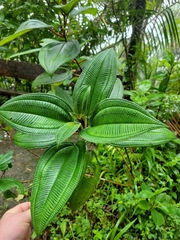 Miconia sintenisii