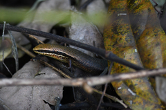 Eutropis macularia