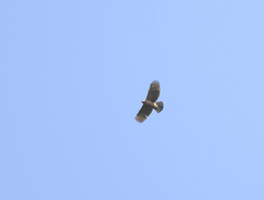 Nisaetus nipalensis