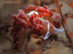 Coryphella verta