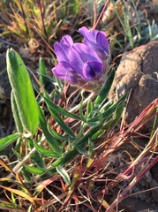 Oxytropis racemosa