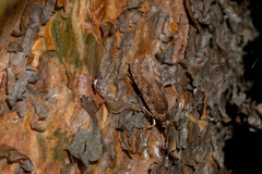 Agonopterix heracliana