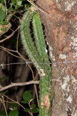Praecereus euchlorus