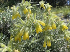 Onosma taurica
