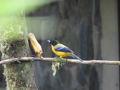 Anisognathus notabilis