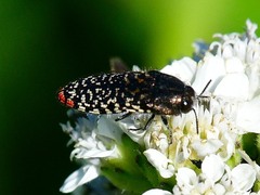 Acmaeodera haemorrhoa