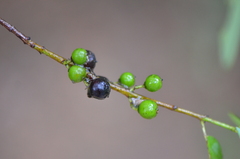 Karwinskia humboldtiana