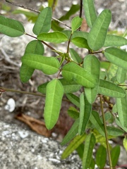 Macroptilium lathyroides