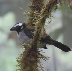 Saltator atripennis