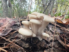 Pleurotus ostreatus