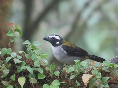Saltator atripennis