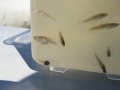 Cnesterodon decemmaculatus