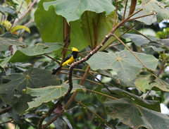Melanochlora sultanea