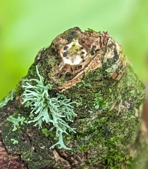 Ramalina fastigiata