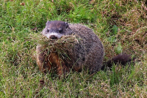 Groundhog photographed in Pennsylvania