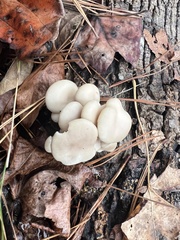 Pleurotus ostreatus