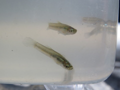 Cnesterodon decemmaculatus