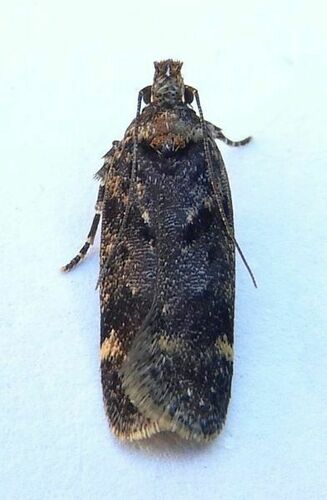 Chionodes trichostola photo 2
