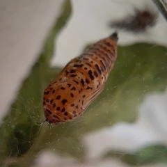 Calodesma quadrimaculata