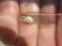 Cnesterodon decemmaculatus