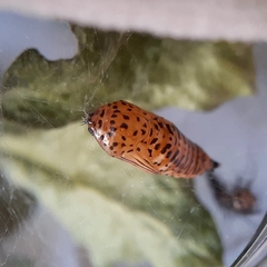 Calodesma quadrimaculata