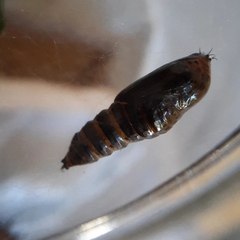 Calodesma quadrimaculata