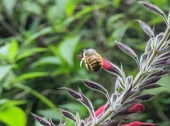 Xylocopa tabaniformis azteca