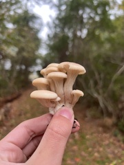 Pleurotus ostreatus