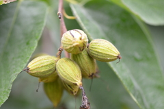 Cordia boissieri