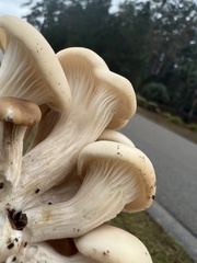 Pleurotus ostreatus