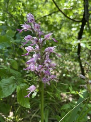 Orchis simia