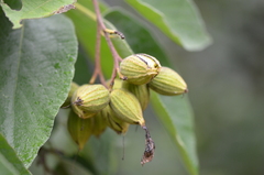Cordia boissieri