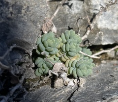Sedum dasyphyllum