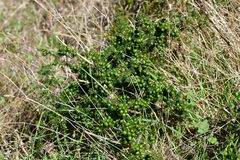 Asparagus acutifolius