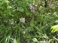 Orchis simia