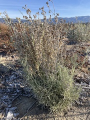 Pseudognaphalium beneolens
