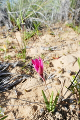 Hesperantha pauciflora