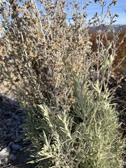 Pseudognaphalium beneolens