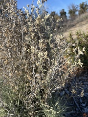 Pseudognaphalium beneolens