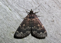 Idia lubricalis