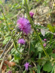 Carduus crispus