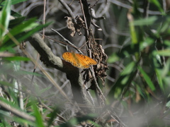 Dione vanillae