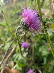 Carduus crispus