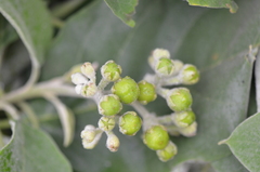 Solanum erianthum