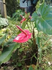 Anthurium andraeanum