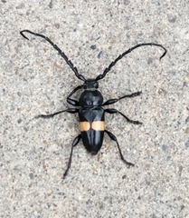 Lissonotus flavocinctus