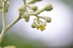 Solanum erianthum
