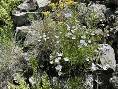 Veronica filifolia