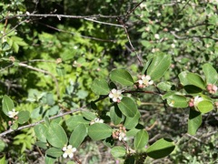Cotoneaster tauricus