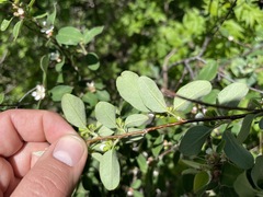 Cotoneaster tauricus